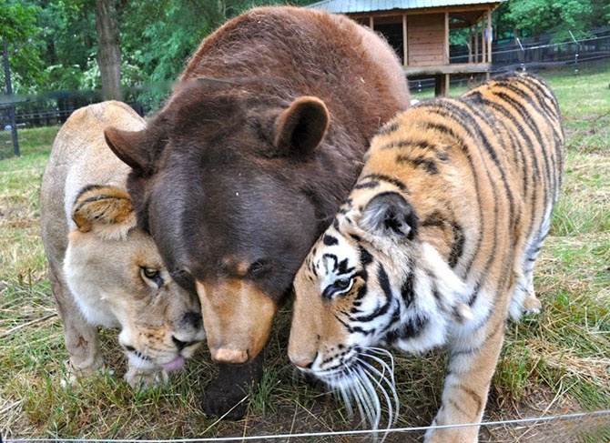 Трогательная дружба между животными (36 фото)
