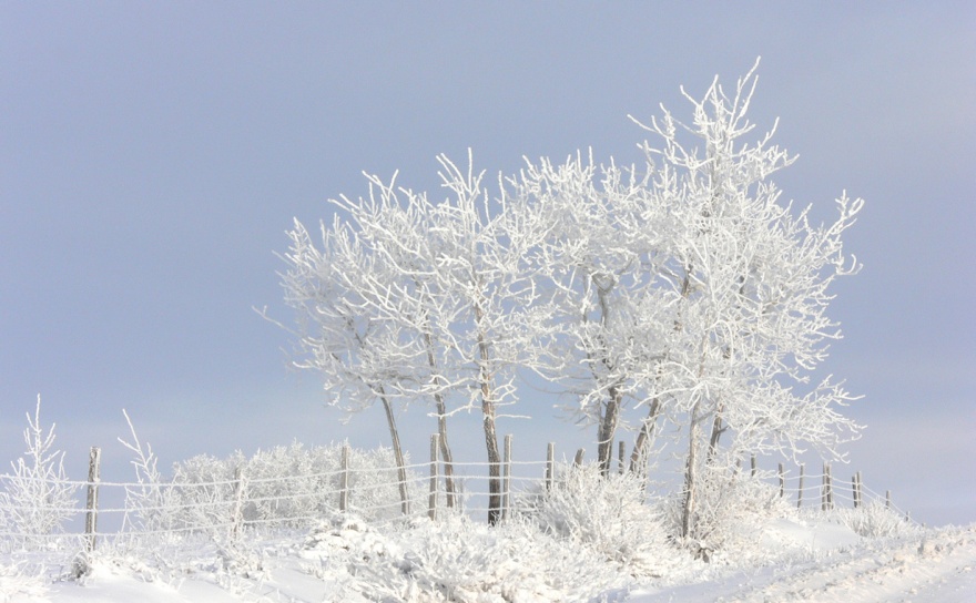Мороз-художник: шедевры природы (23 фото)