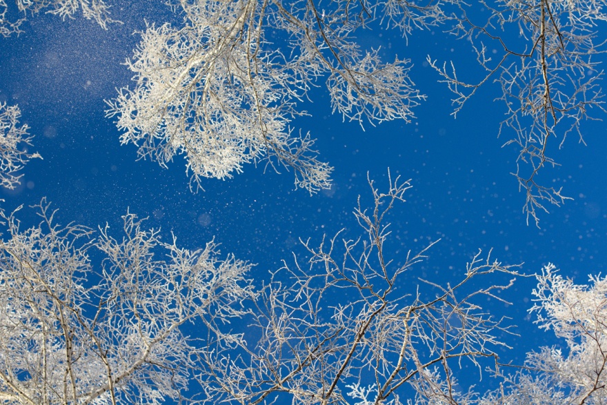 Мороз-художник: шедевры природы (23 фото)