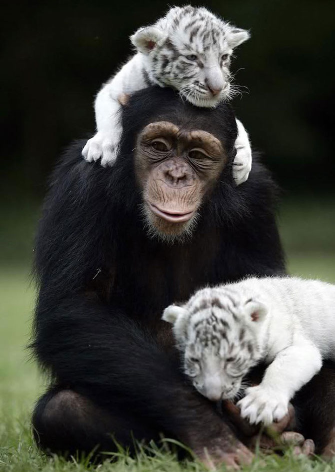 Трогательная дружба между животными (36 фото)