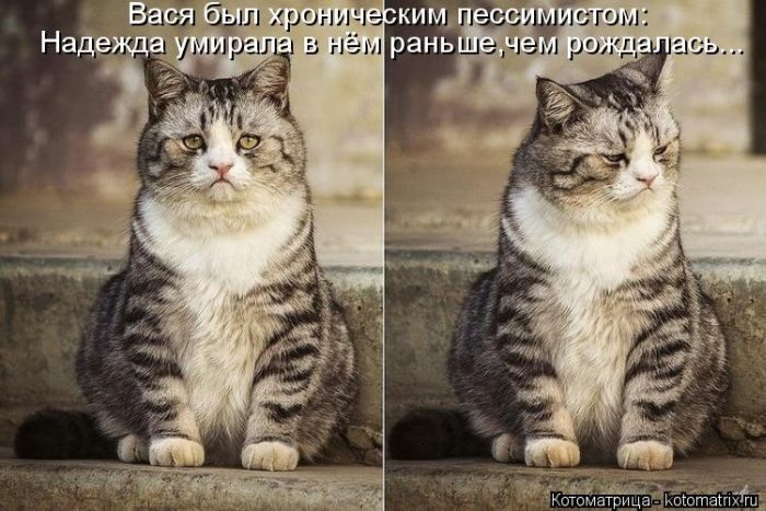 Лучшие котоматрицы 05.12.2014 (50 фото)