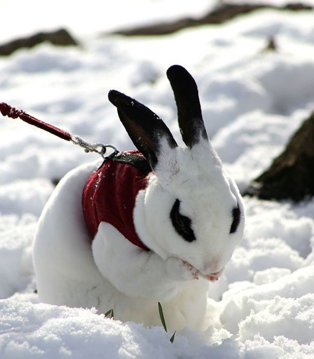 Первый снег в жизни животных (46 фото)