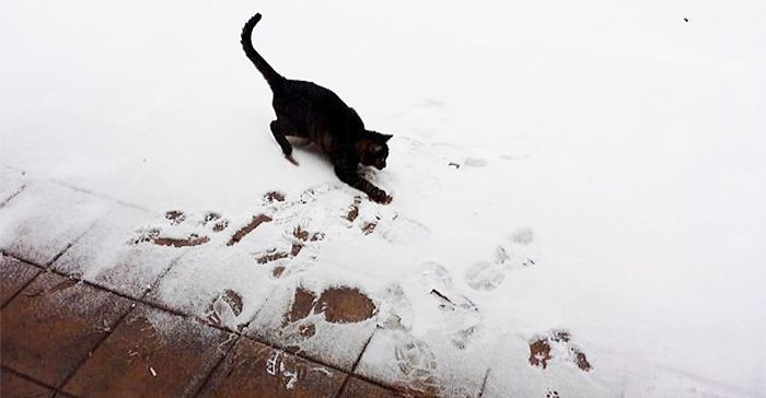 Первый снег в жизни животных (46 фото)
