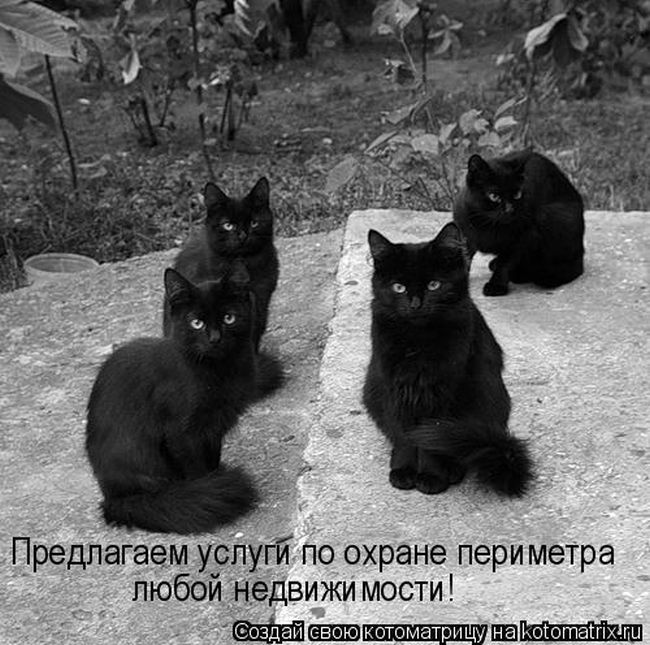 Лучшие котоматрицы 05.12.2014 (50 фото)