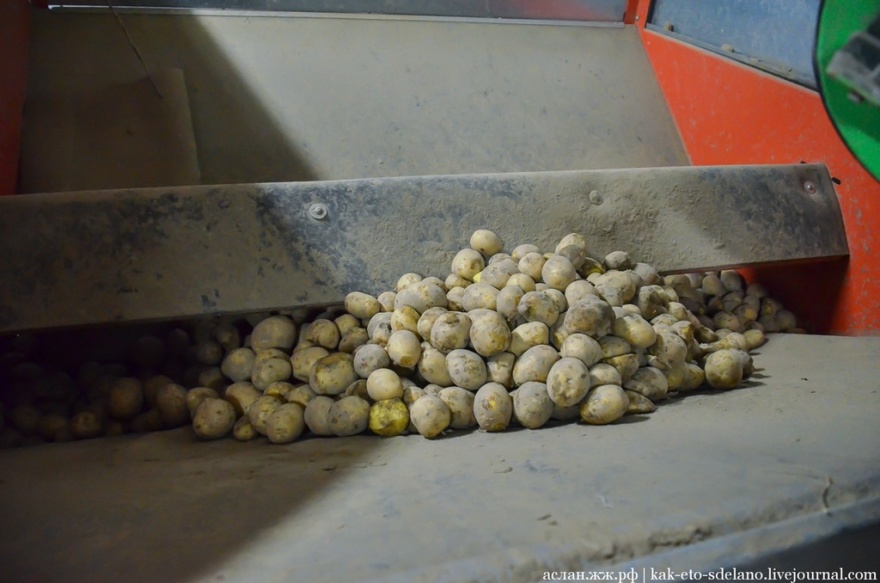 Как выращивают, собирают и обрабатывают картошку (30 фото)