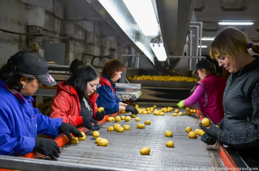 Как выращивают, собирают и обрабатывают картошку (30 фото)