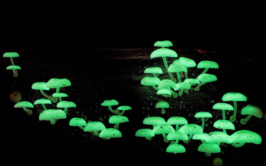 Удивительные уголки природы, которые светятся ночью (32 фото)