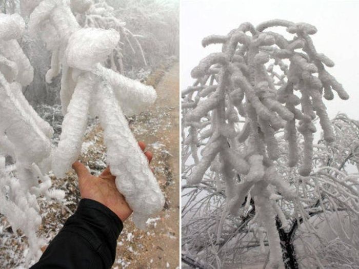 Венгрия: редкий природный феномен в лесу (6 фото)