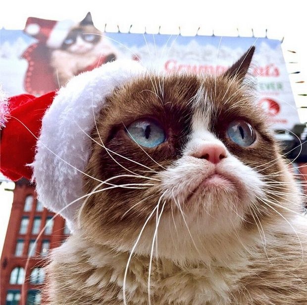 Известная в сети Grumpy Cat заработала 100 миллионов за 2 года (20 фото)