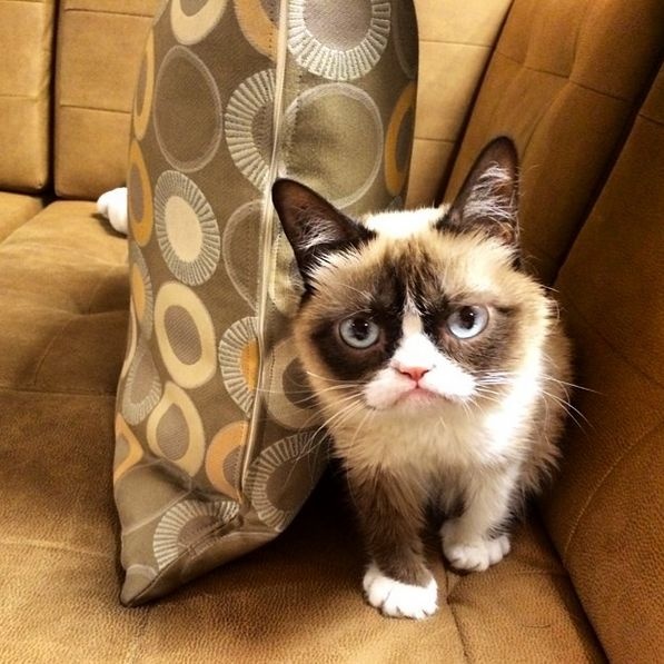 Известная в сети Grumpy Cat заработала 100 миллионов за 2 года (20 фото)