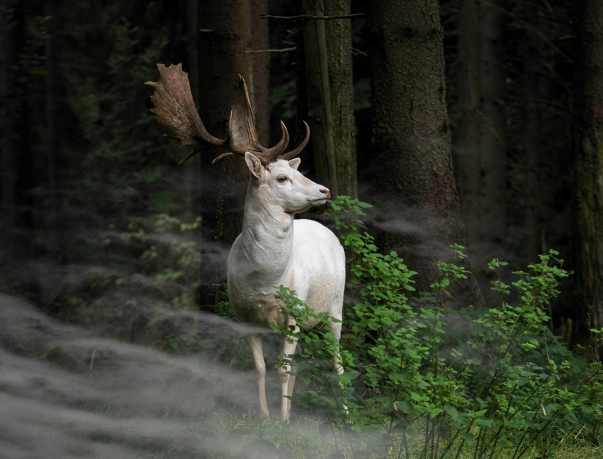 Международный конкурс Sony World Photography Awards 2015 (16 фото)