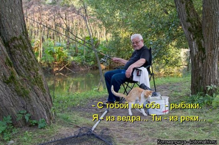 Лучшие котоматрицы недели (50 фото)