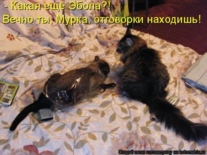 Лучшие котоматрицы недели (50 фото)