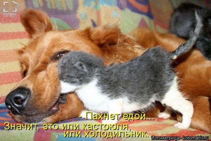 Лучшие котоматрицы недели (50 фото)