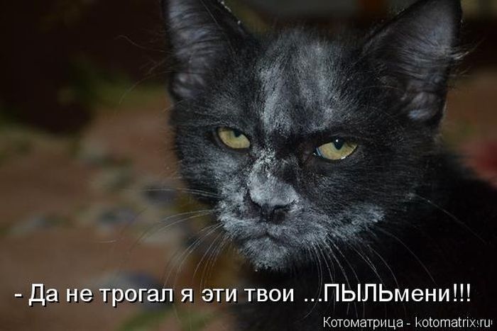 Лучшие котоматрицы недели (50 фото)