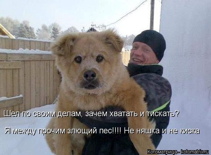 Лучшие котоматрицы недели (50 фото)