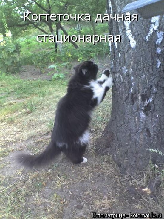 Лучшие котоматрицы недели (50 фото)