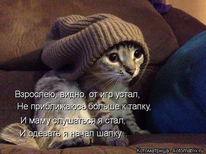 Лучшие котоматрицы недели (50 фото)