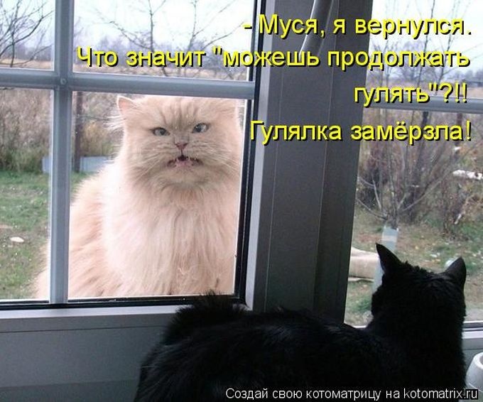 Лучшие котоматрицы недели (50 фото)