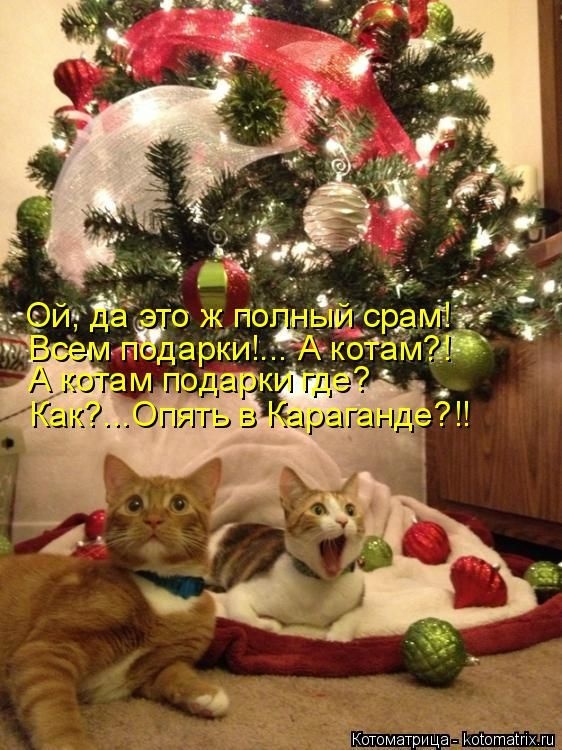 Лучшие котоматрицы недели (50 фото)