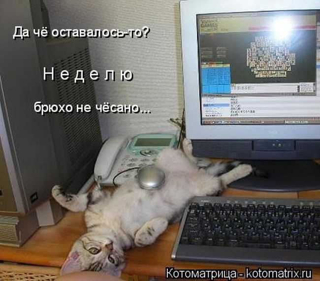 Лучшие котоматрицы недели (50 фото)