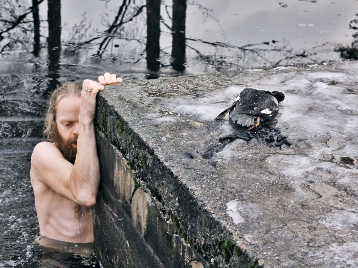 Норвегия: мужчина залез в ледяную воду ради спасения утки (4 фото)