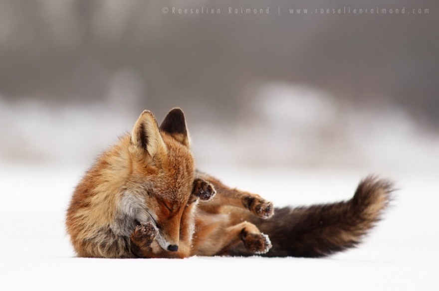 Очаровательные лисы (25 фото)