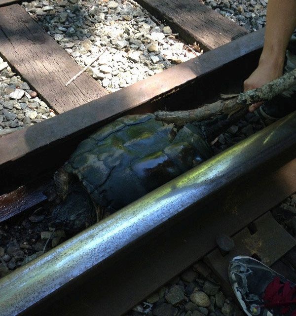Фотоотчет о спасении черепахи, застрявшей на железнодорожных путях (6 фото)