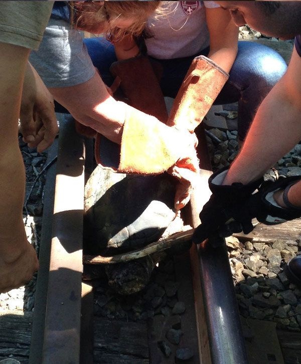 Фотоотчет о спасении черепахи, застрявшей на железнодорожных путях (6 фото)