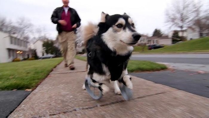 Собака-инвалид Дерби получила 3D протезы (7 фото + 1 гифка)