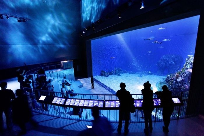 Дания: уникальный океанариум «Голубая планета» - дом для 20 000 рыб (17 фото)