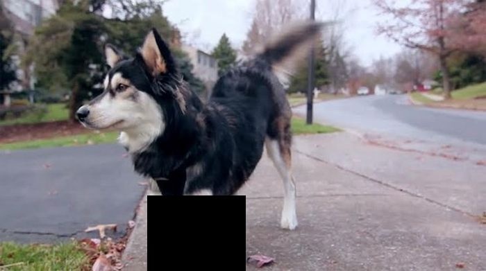 Собака-инвалид Дерби получила 3D протезы (7 фото + 1 гифка)