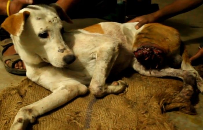 Индия: спасение бездомной собаки (9 фото)