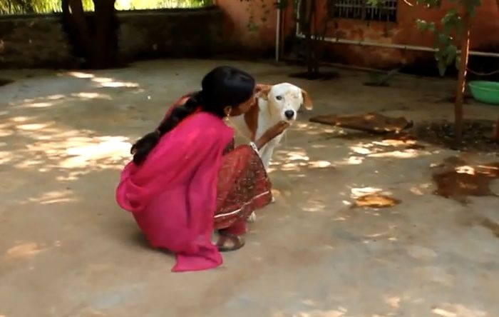 Индия: спасение бездомной собаки (9 фото)