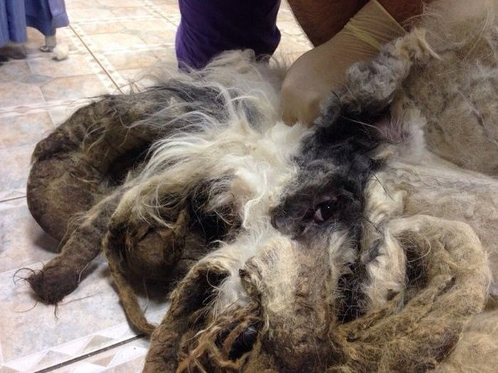 Новосибирск: за год собака, запертая в квартире, превратилась в лохматое чудовище (18 фото)