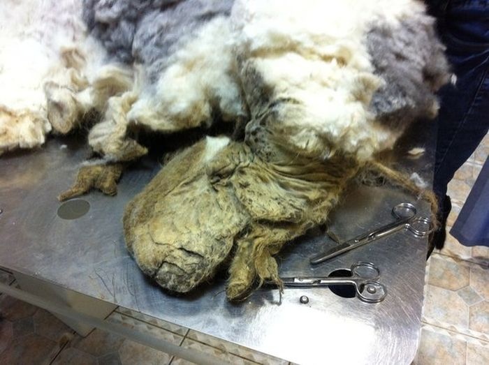 Новосибирск: за год собака, запертая в квартире, превратилась в лохматое чудовище (18 фото)