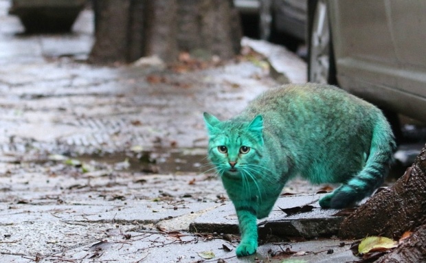 Зеленый кот из Варны (9 фото + 1 видео)