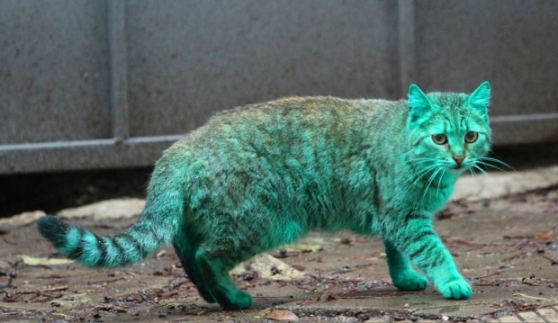 Зеленый кот из Варны (9 фото + 1 видео)