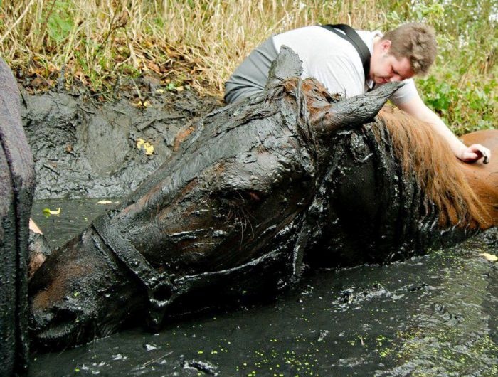 Спасена лошадь из болота добрыми людьми (7 фото)
