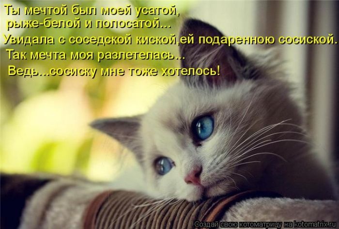 Лучшие котоматрицы недели 26.12.2014 (50 фото)