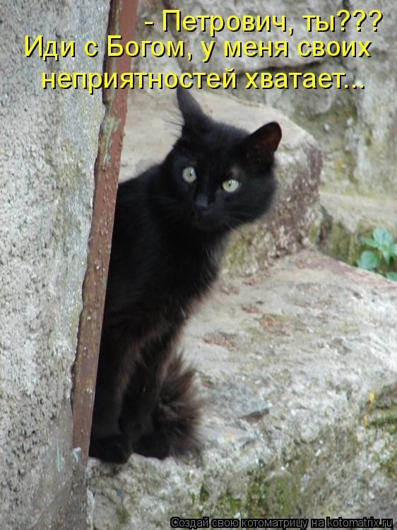 Лучшие котоматрицы недели 26.12.2014 (50 фото)