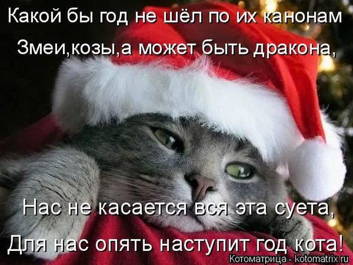 Лучшие котоматрицы недели 31.12.2014 (50 фото)