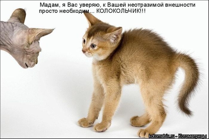 Лучшие котоматрицы недели 31.12.2014 (50 фото)