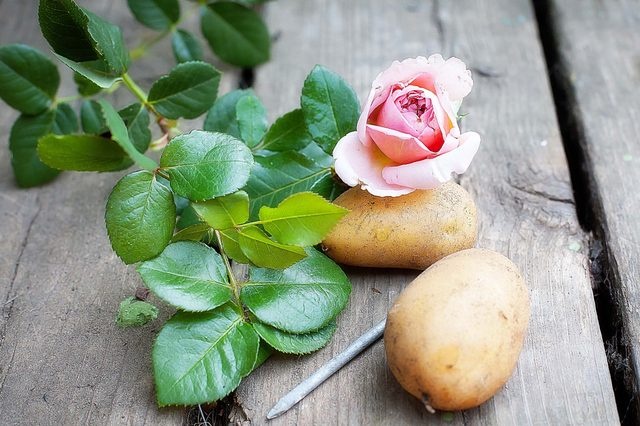 Как вырастить розу из картошки (3 фото)