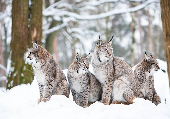 Белые и пушистые (28 фото)