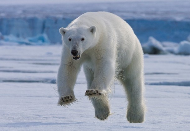 Интересные факты из жизни полярных медведей (26 фото)
