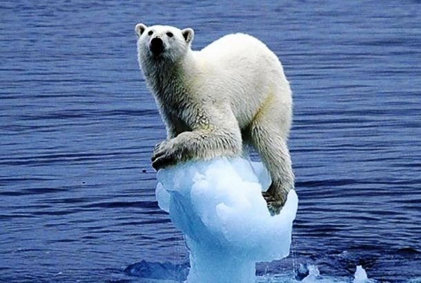 Интересные факты из жизни полярных медведей (26 фото)