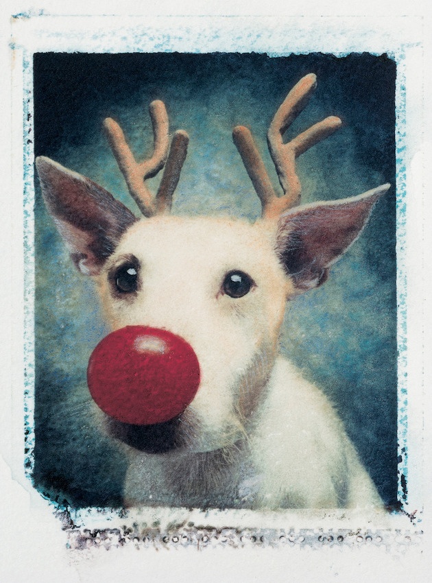 Рождественские открытки с собаками (10 фото)