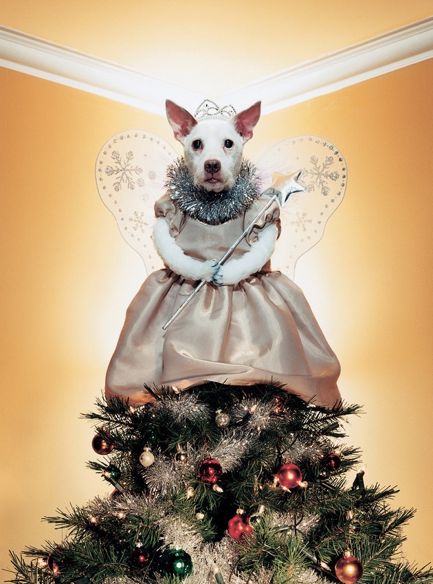 Рождественские открытки с собаками (10 фото)