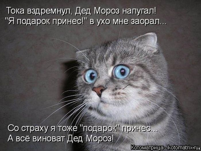 Лучшие котоматрицы недели 09.01.2015 (50 фото)